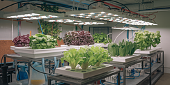 The Complete Checklist for Hydroponics System Setup